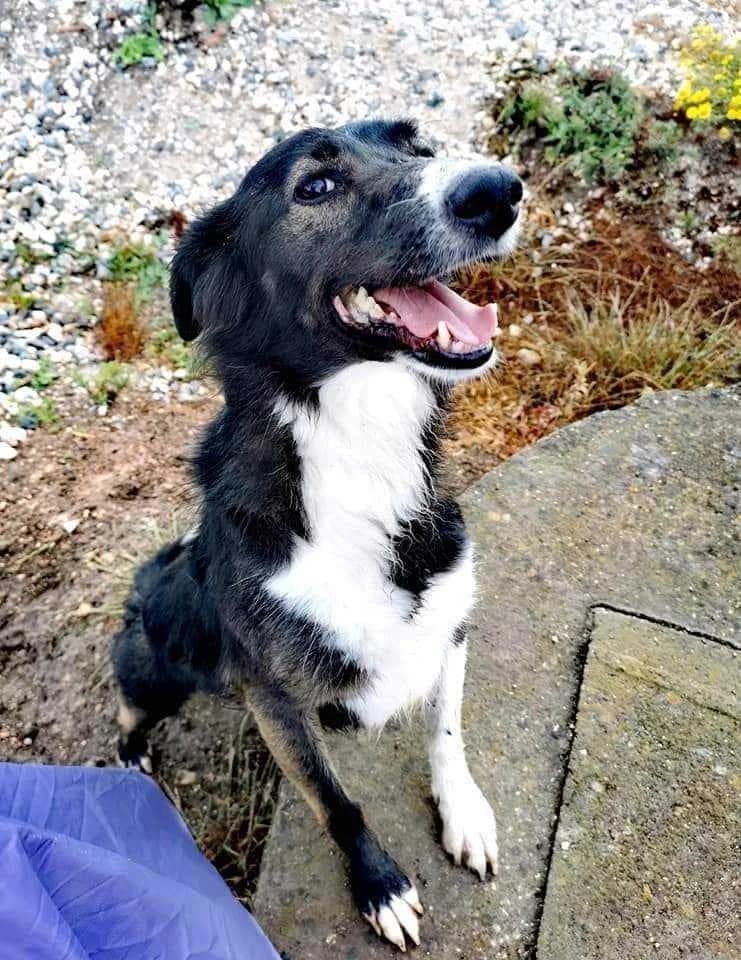 PETIFYC10347 photo 5