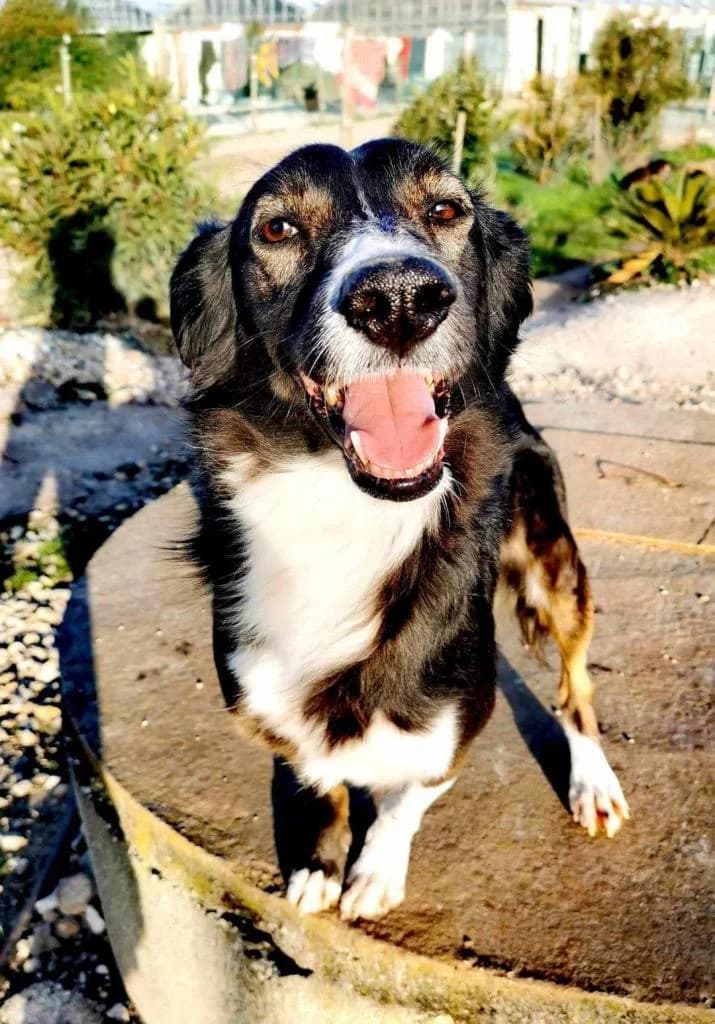 PETIFYC10347 photo 7