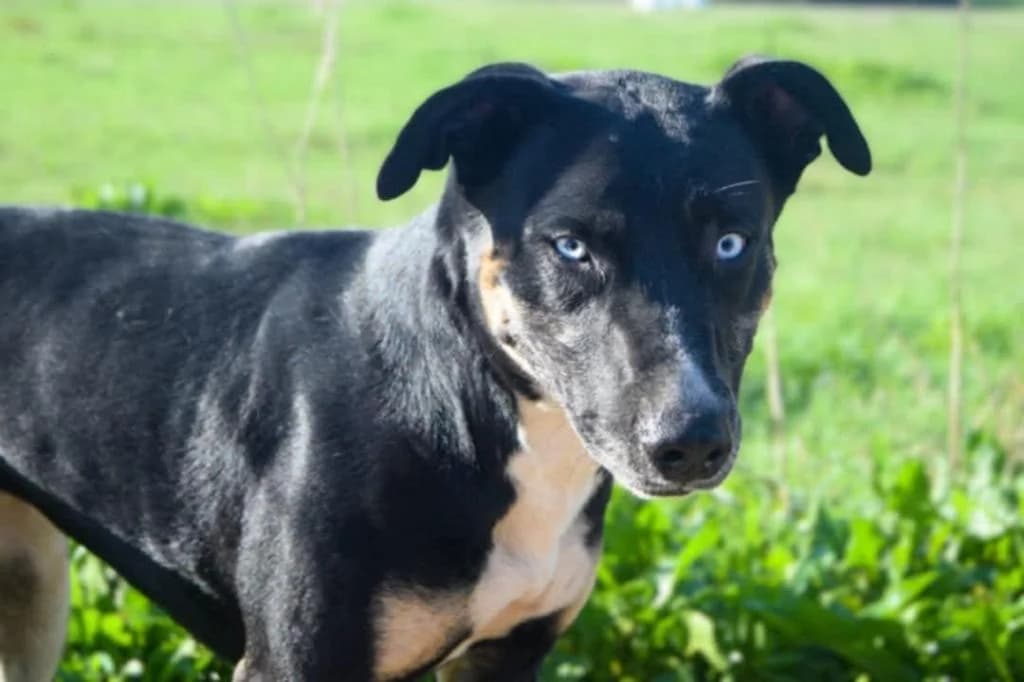 PETIFYC10348 photo 2