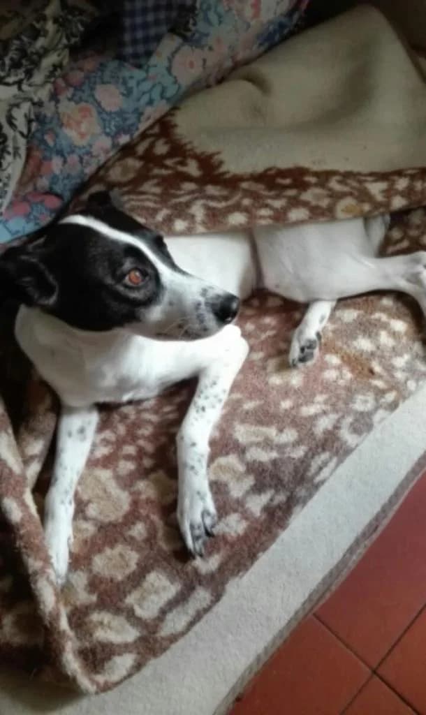 PETIFYC10348 photo 6