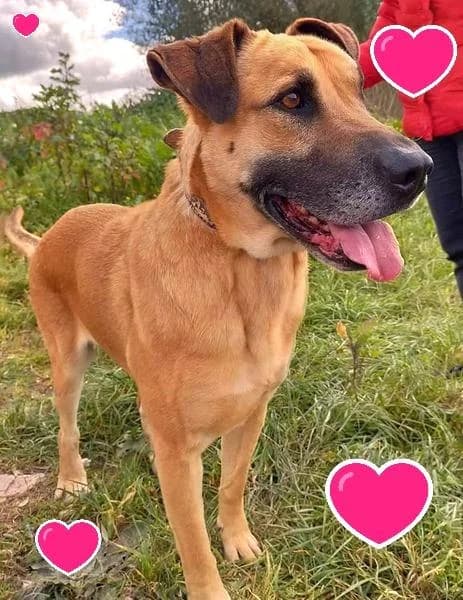 PETIFYC10348 photo 7