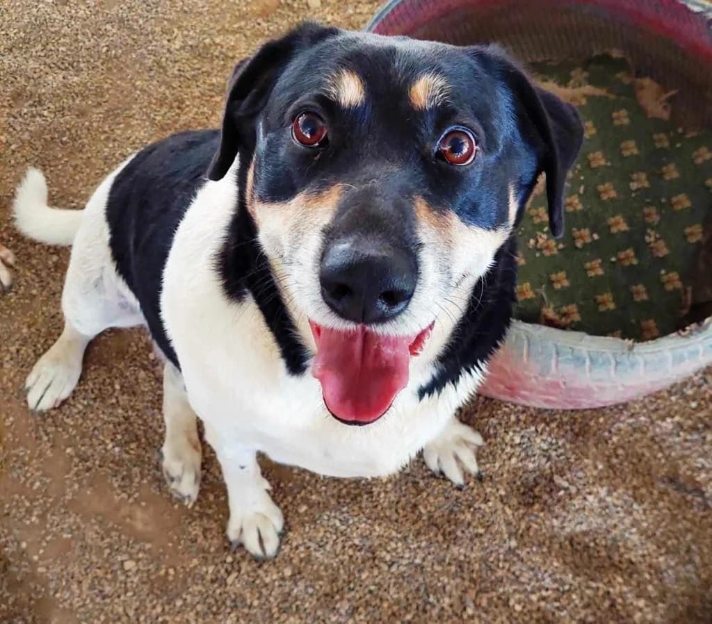 PETIFYC10349 photo 3