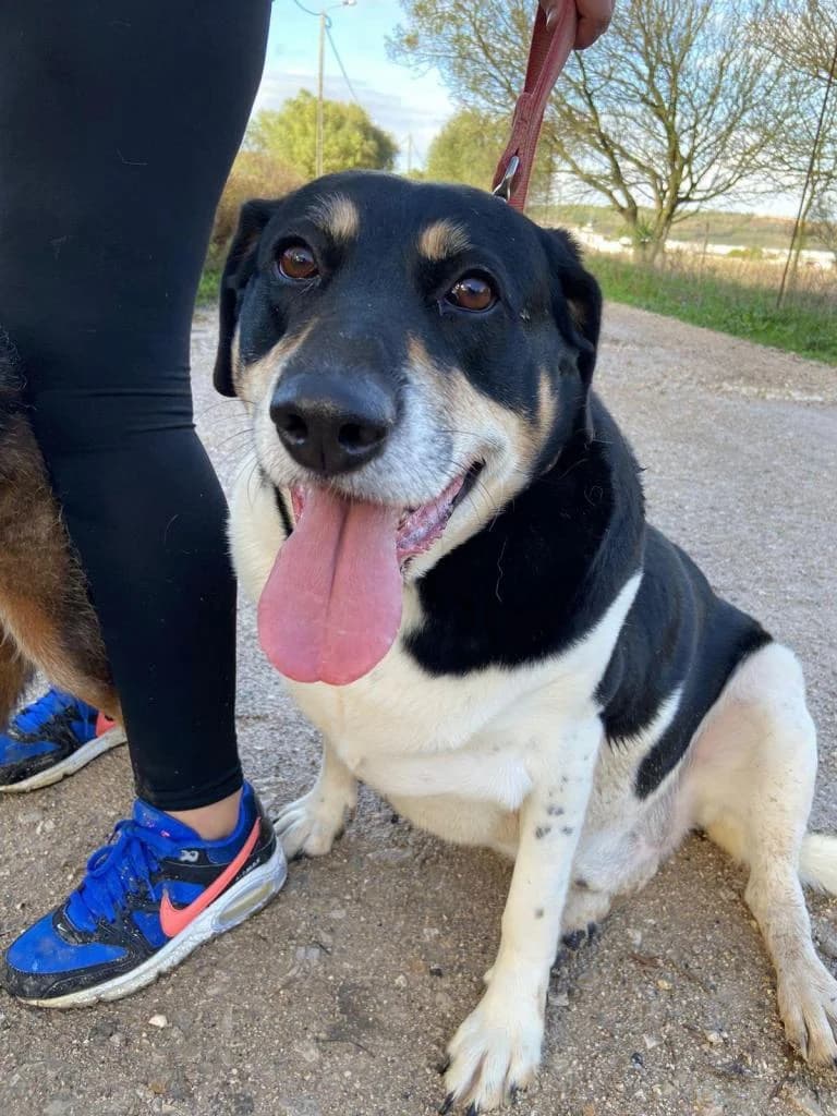 PETIFYC10349 photo 4