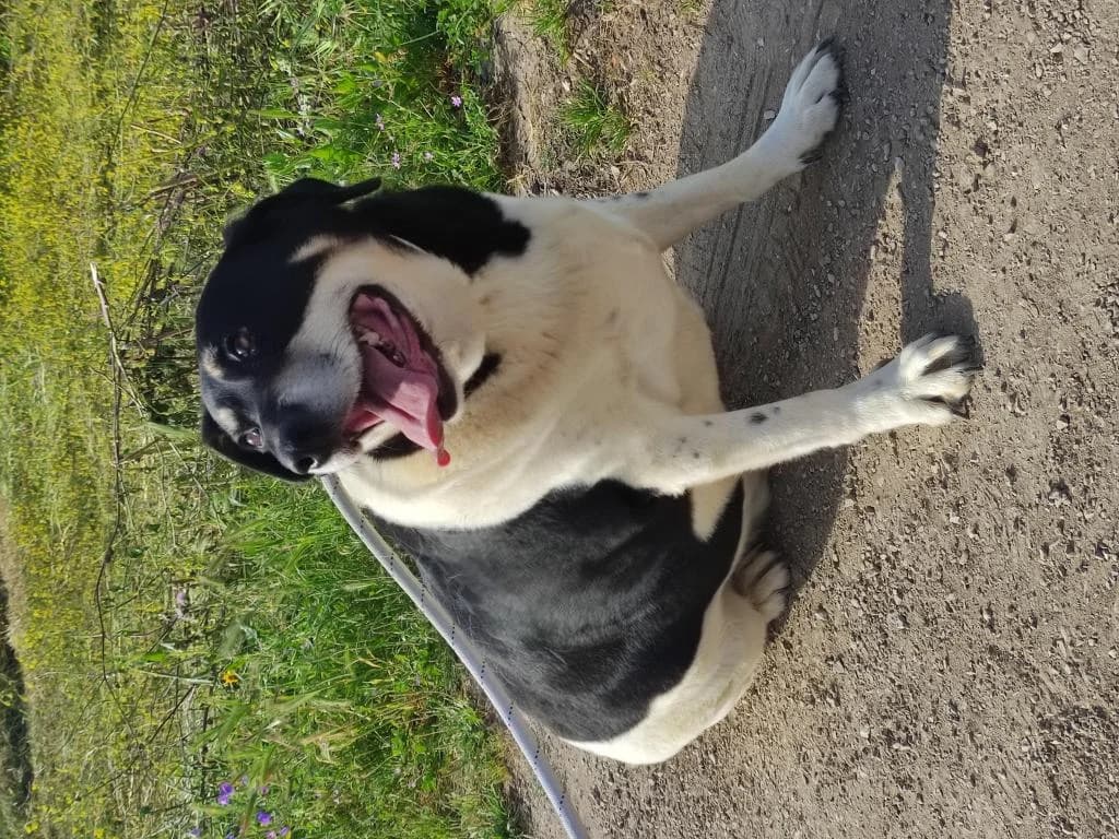 PETIFYC10349 photo 5