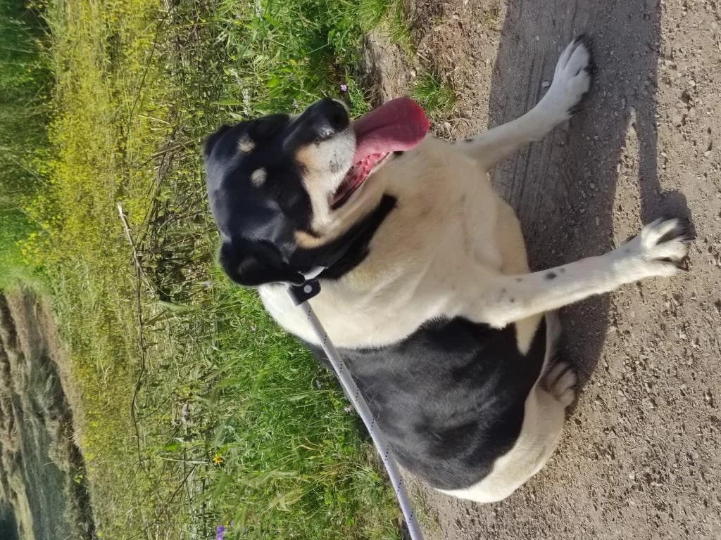 PETIFYC10349 photo 6