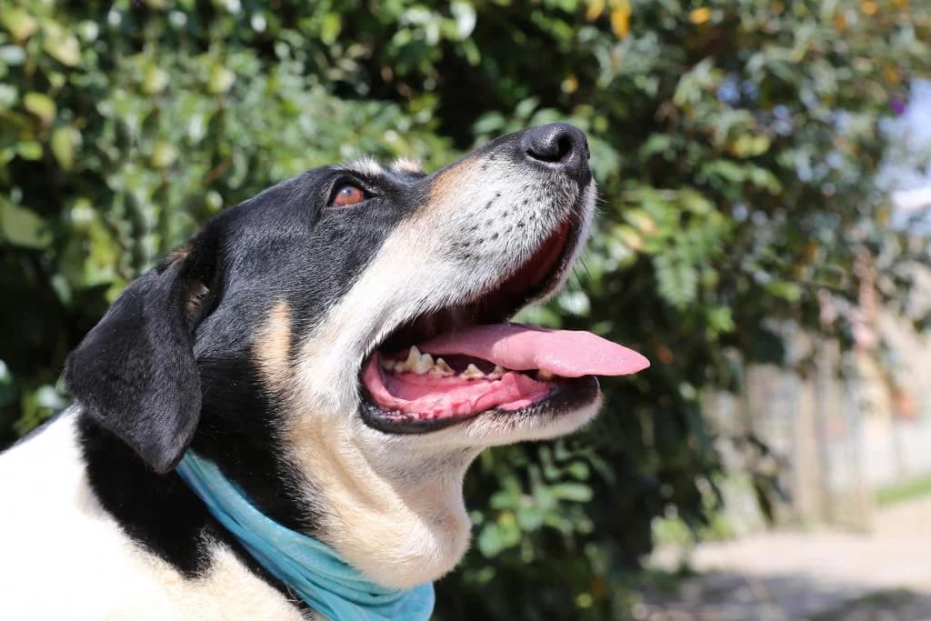 PETIFYC10349 photo 7