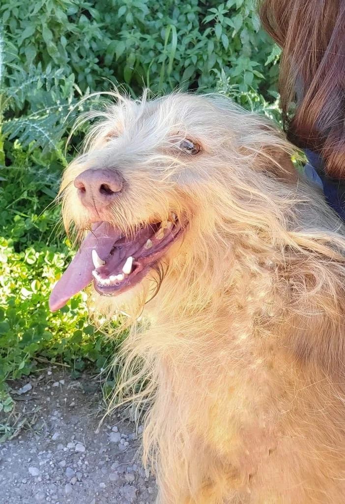 PETIFYC10351 photo 6