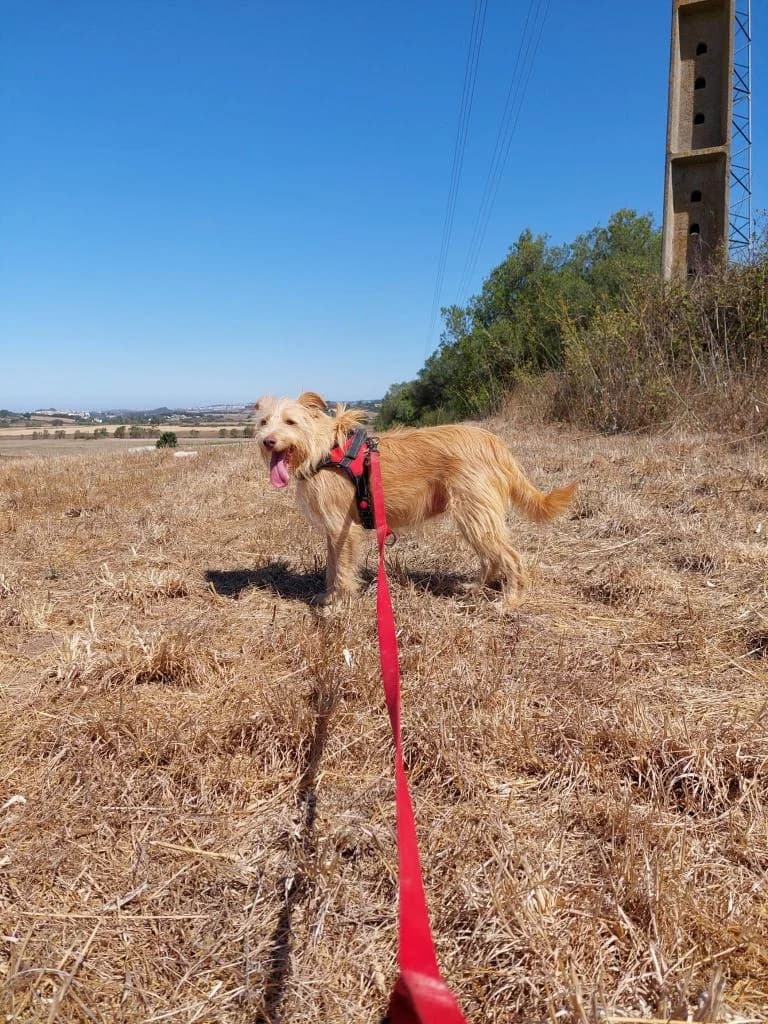 PETIFYC10351 photo 8