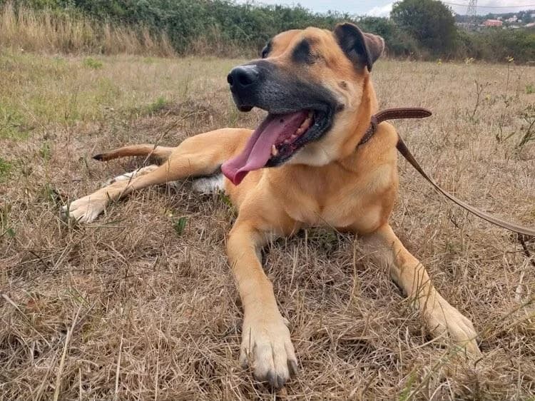 PETIFYC10352 photo 2