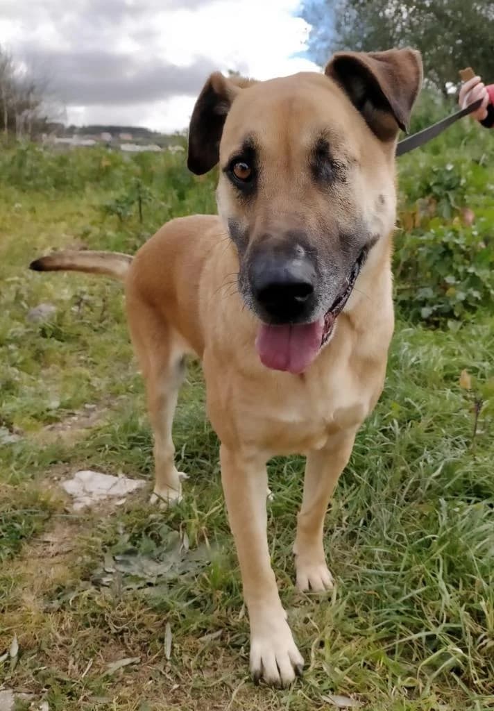 PETIFYC10352 photo 3