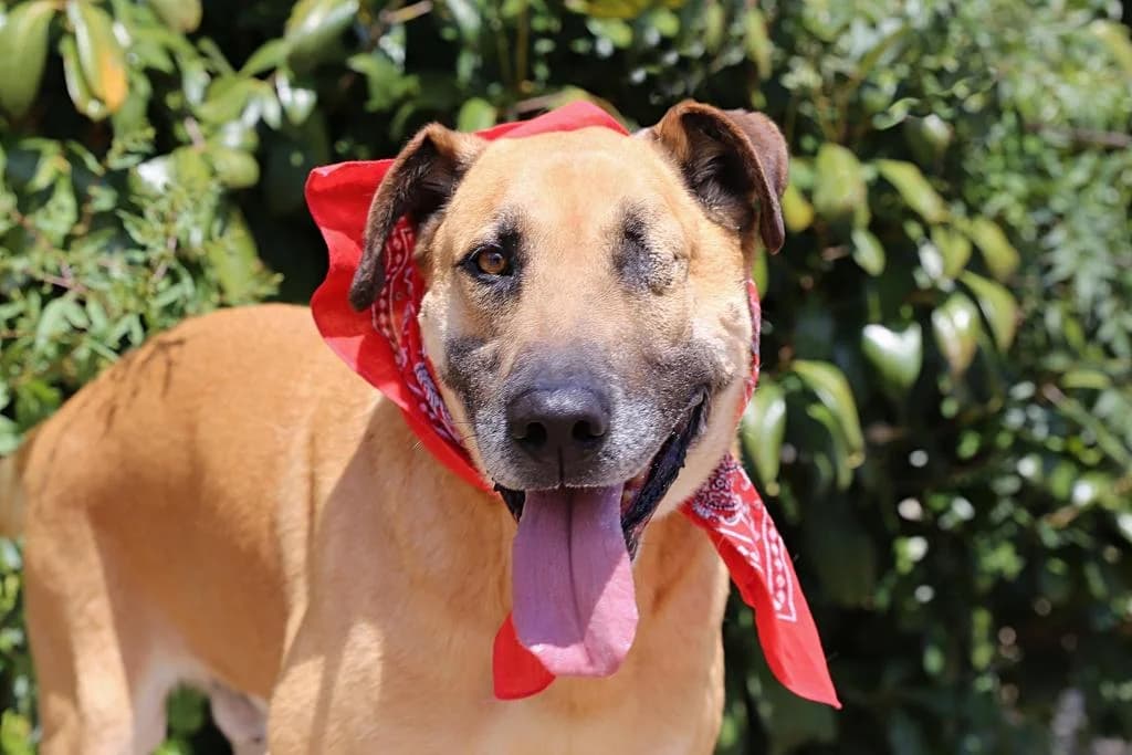 PETIFYC10352 photo 6