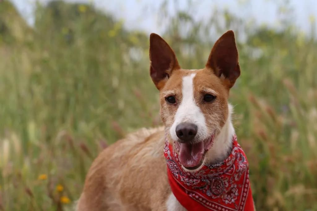 PETIFYC10353 photo 2