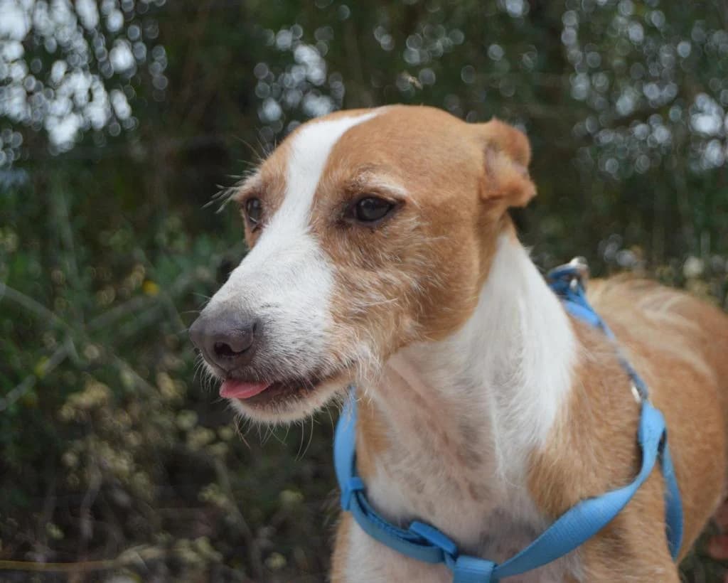 PETIFYC10353 photo 4