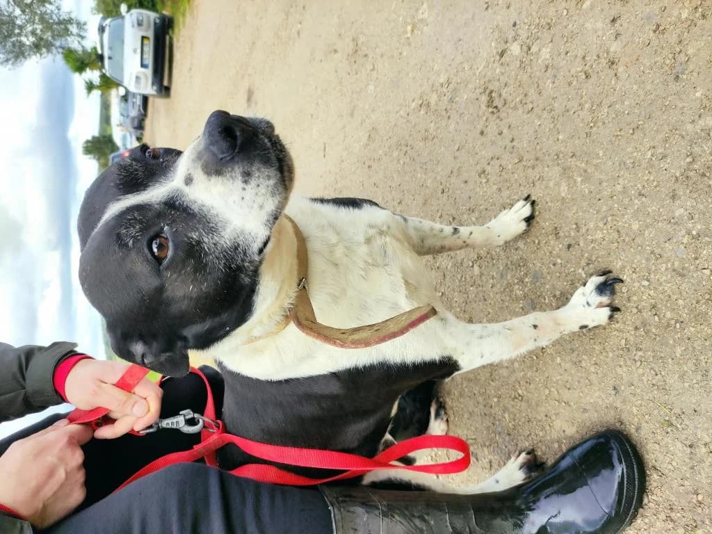 PETIFYC10354 photo 5