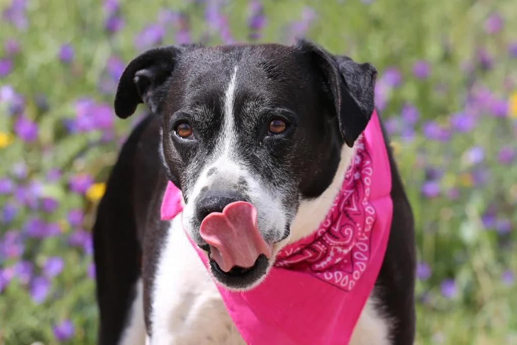 PETIFYC10354 photo 7