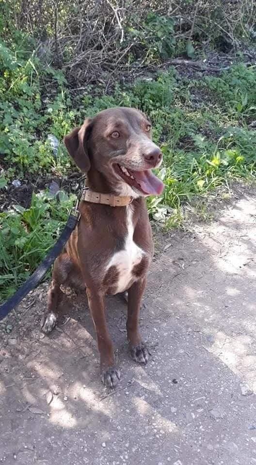 PETIFYC10355 photo 3