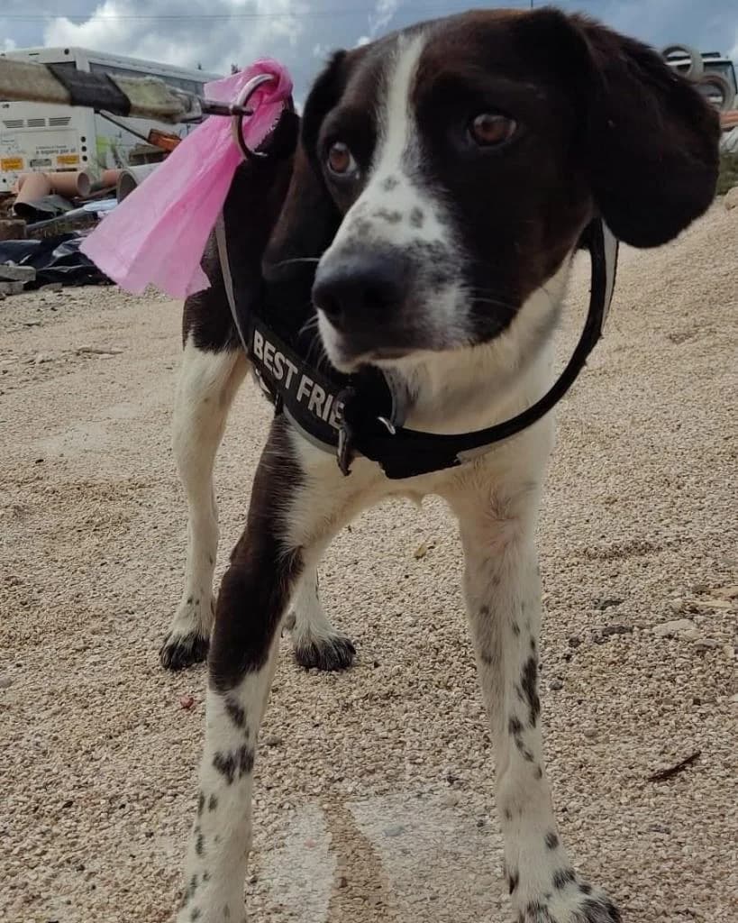 PETIFYC10355 photo 7