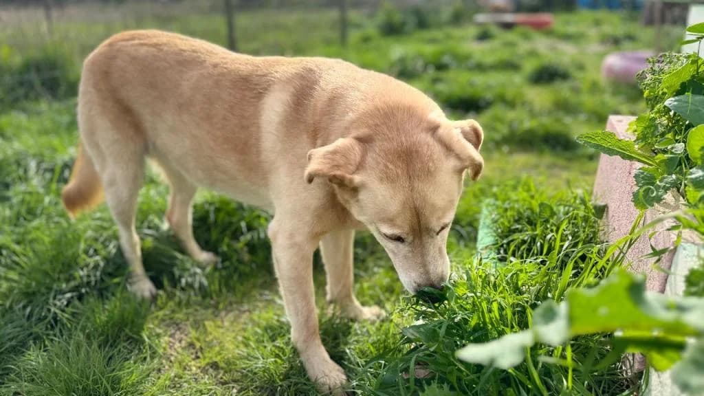 PETIFYC10356 photo 3