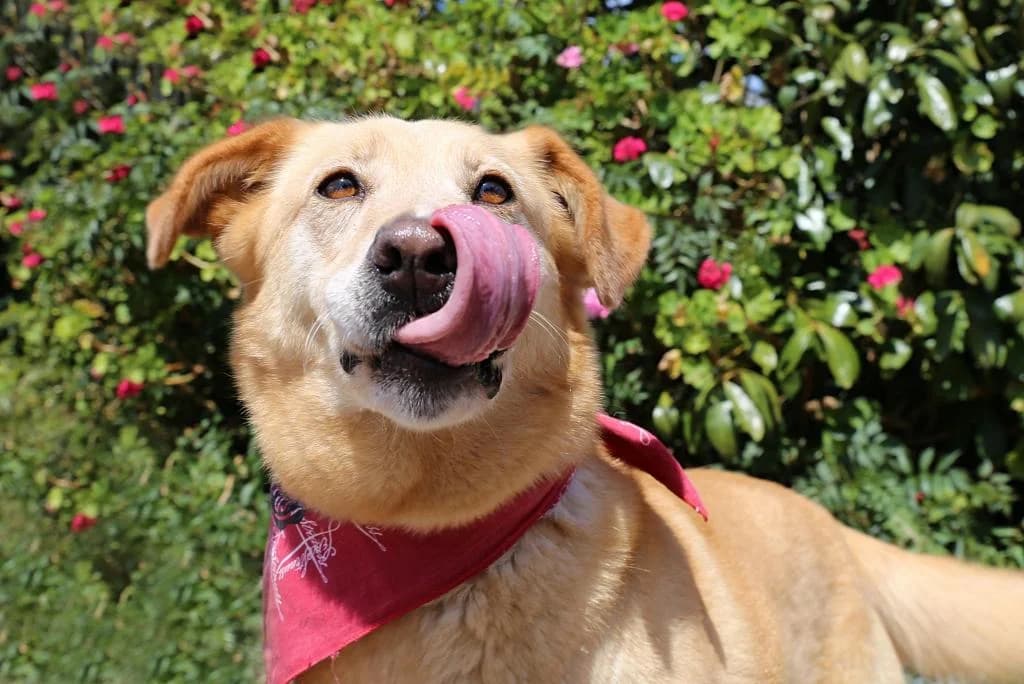 PETIFYC10356 photo 7