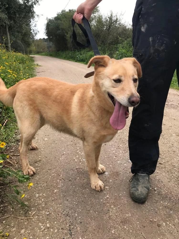 PETIFYC10356 photo 8