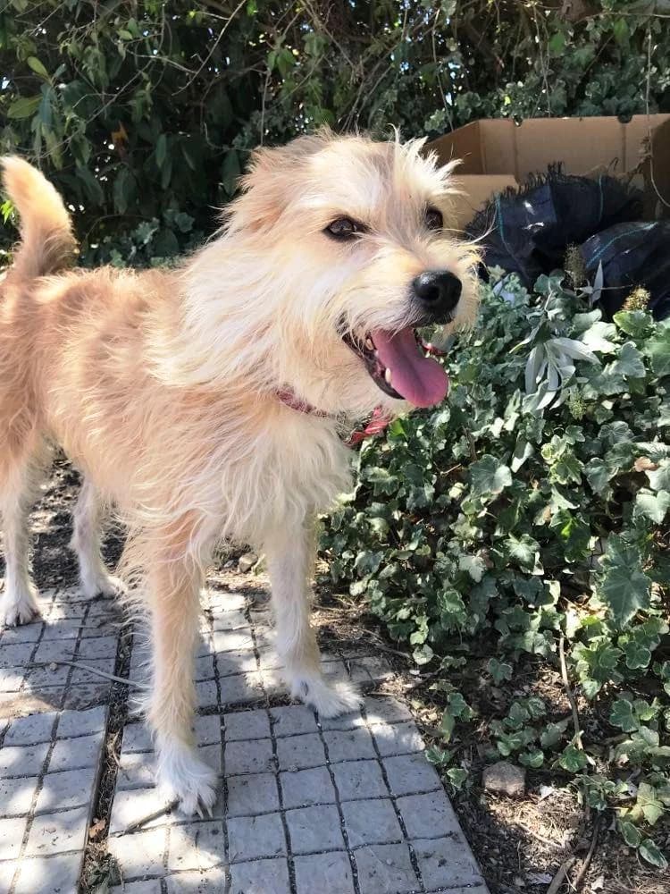 PETIFYC10357 photo 7