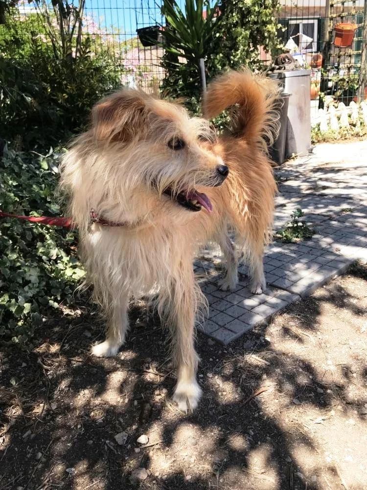 PETIFYC10357 photo 8