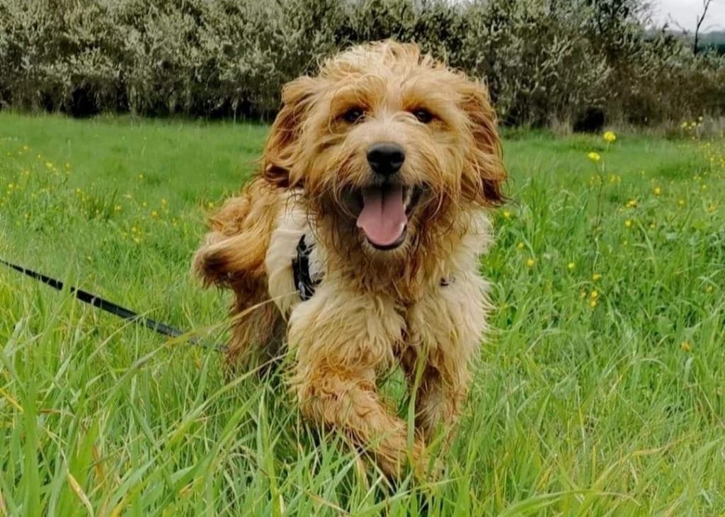 PETIFYC10358 photo 6