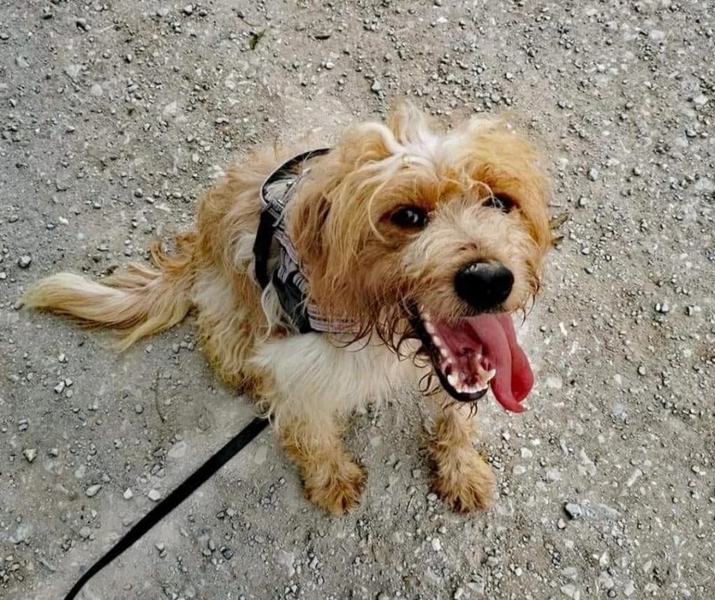 PETIFYC10358 photo 7