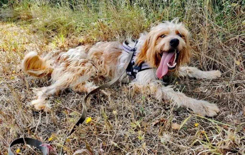 PETIFYC10358 photo 8