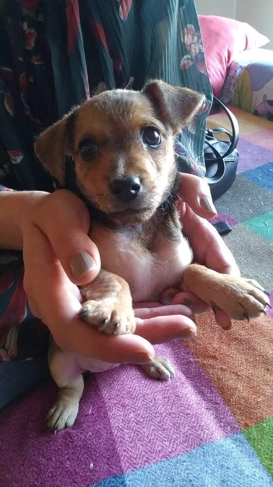 PETIFYC10360 photo 7