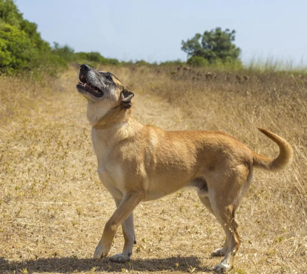 PETIFYC10360 photo 8