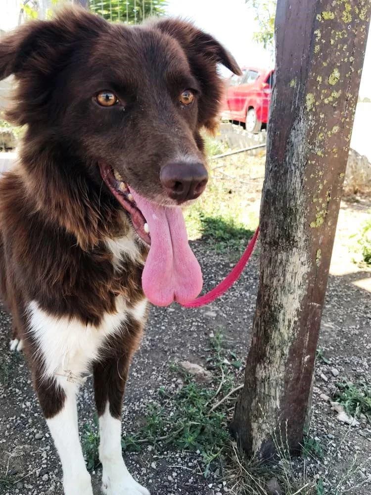 PETIFYC10363 photo 3