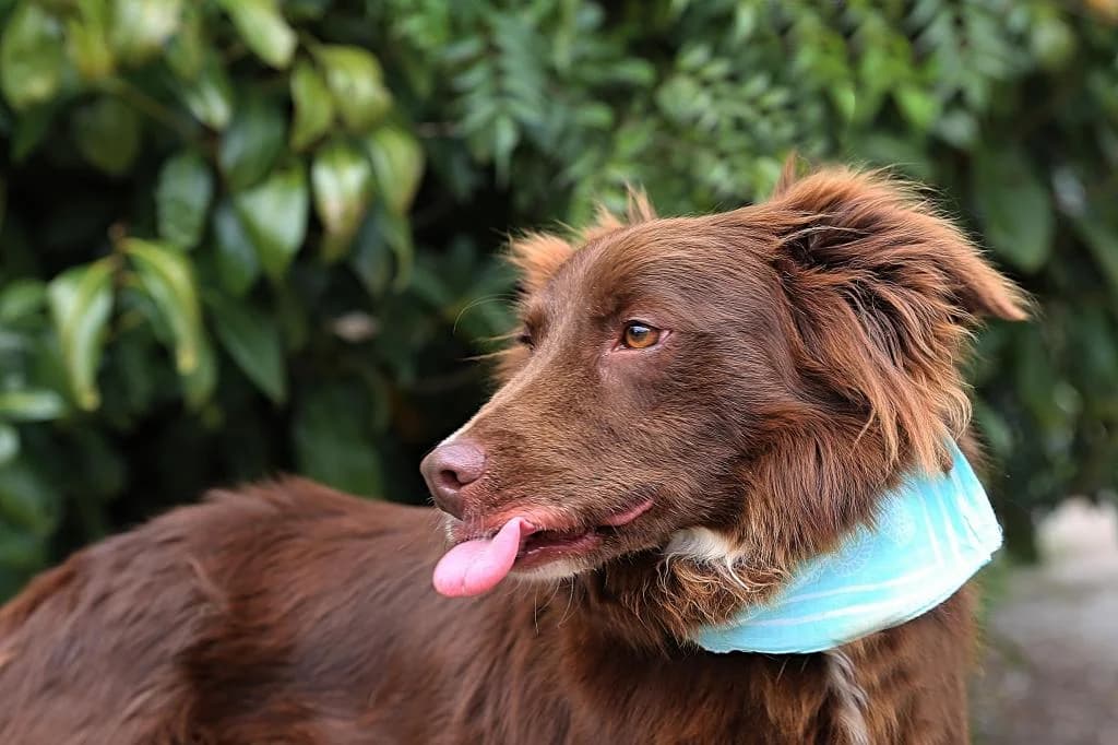 PETIFYC10363 photo 6