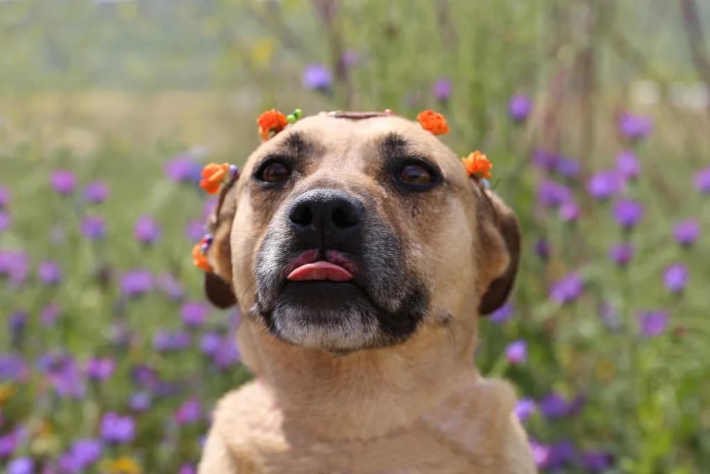 PETIFYC10364 photo 3