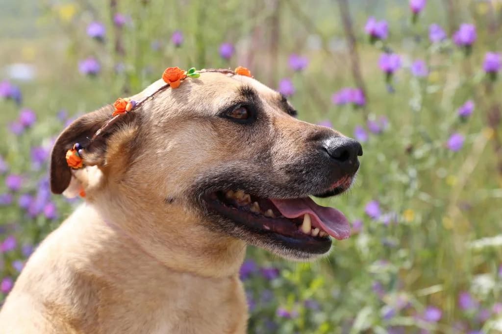 PETIFYC10364 photo 4