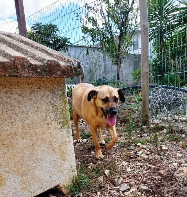 PETIFYC10364 photo 6