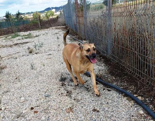 PETIFYC10364 photo 7