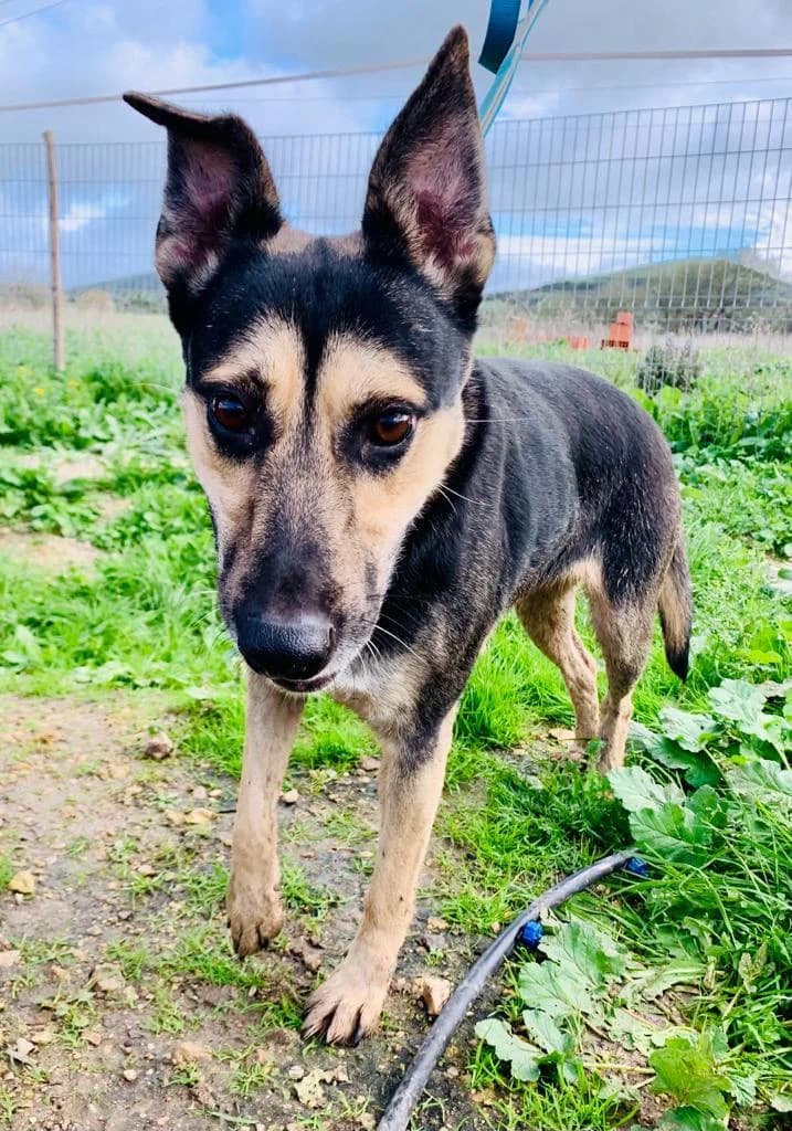 PETIFYC10365 photo 2