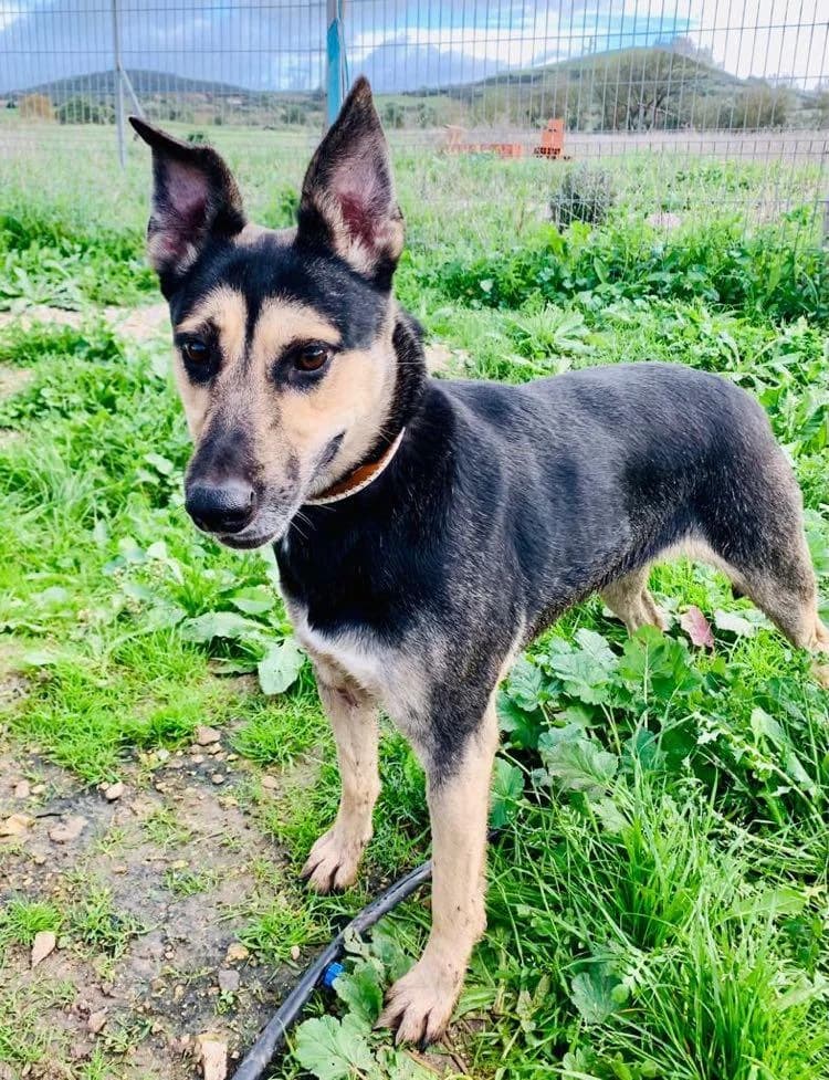 PETIFYC10365 photo 3