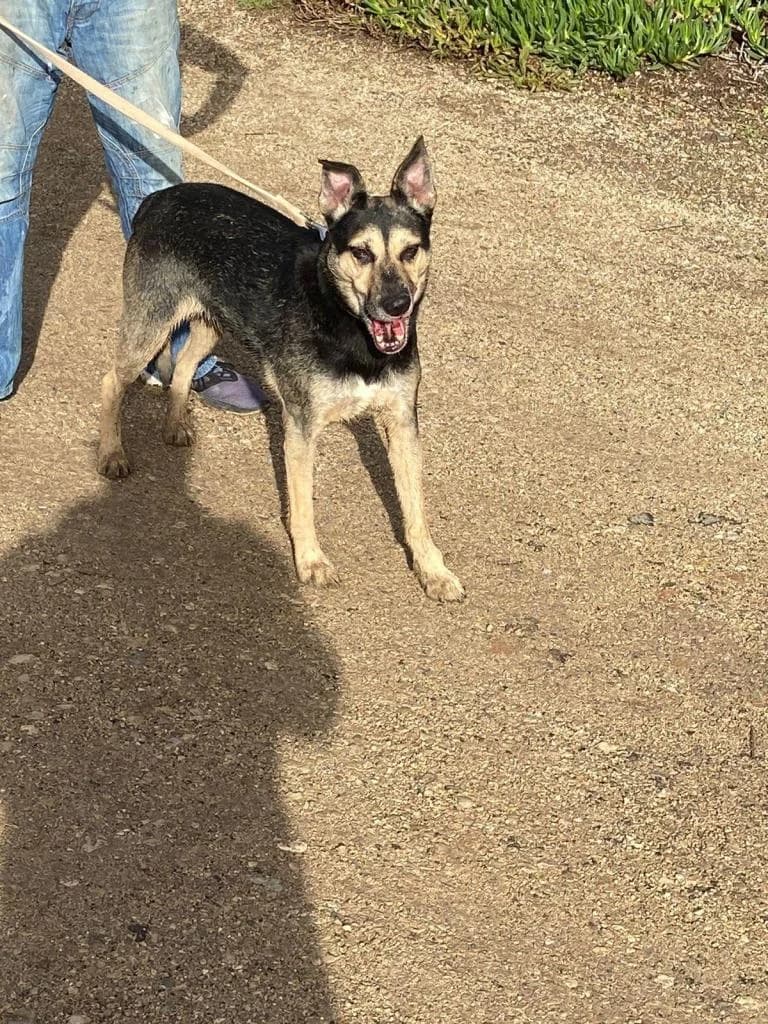 PETIFYC10365 photo 5