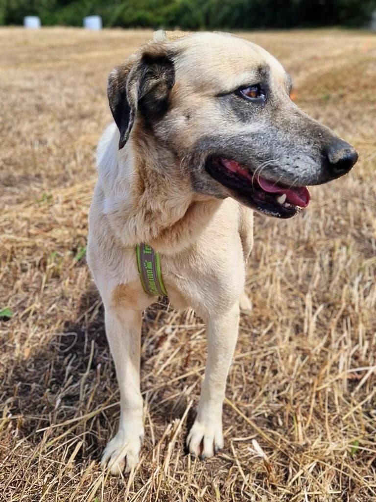 PETIFYC10366 photo 5