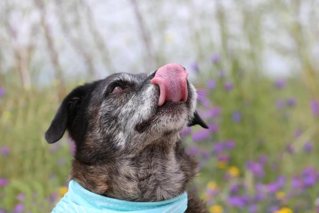 PETIFYC10367 photo 2