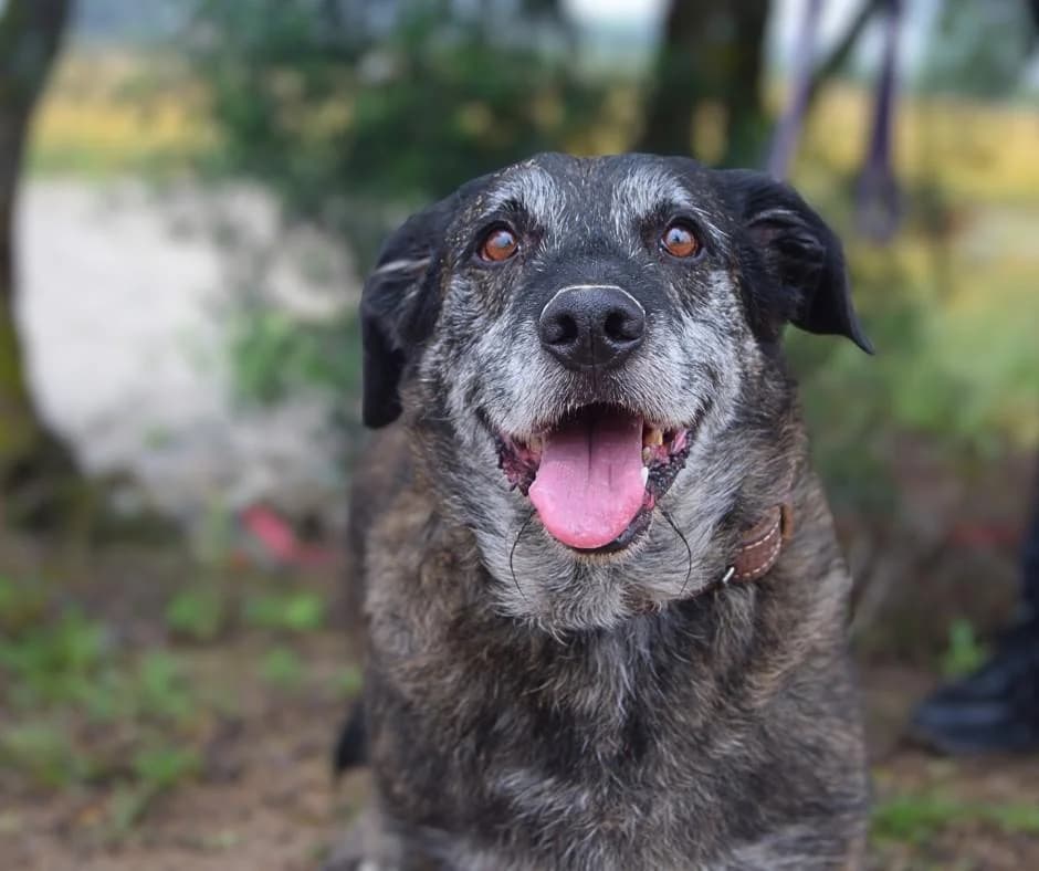 PETIFYC10367 photo 6