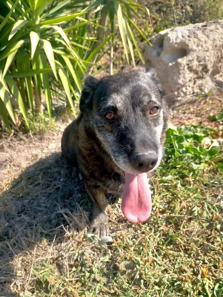 PETIFYC10367 photo 7