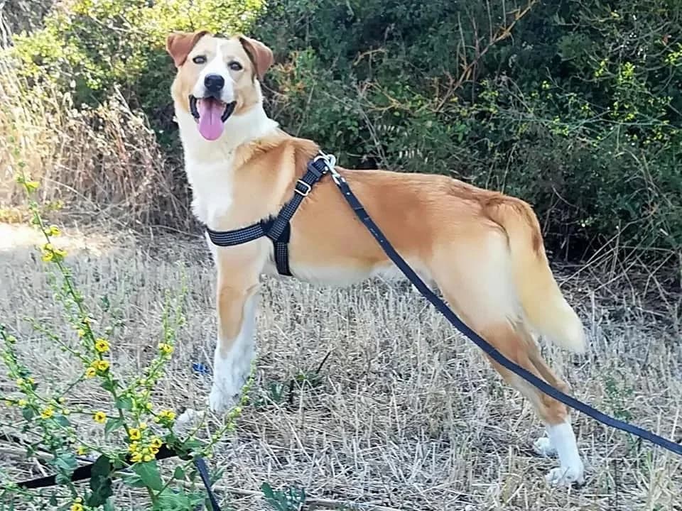 PETIFYC10368 photo 2