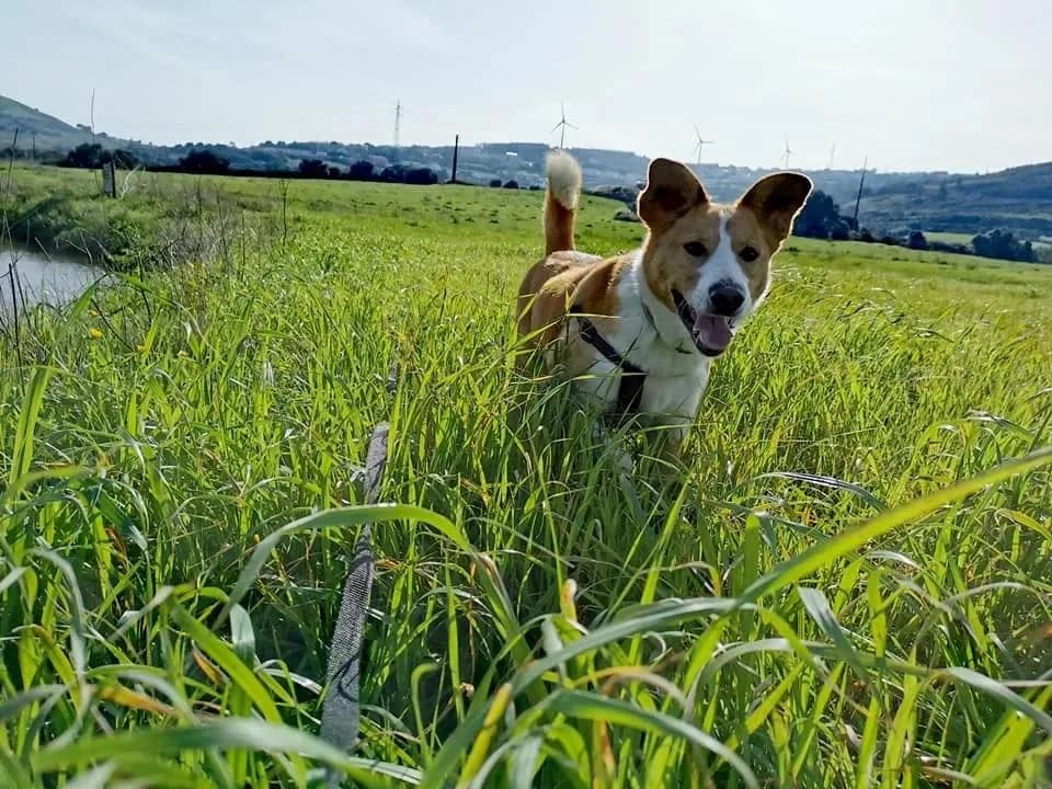 PETIFYC10368 photo 3