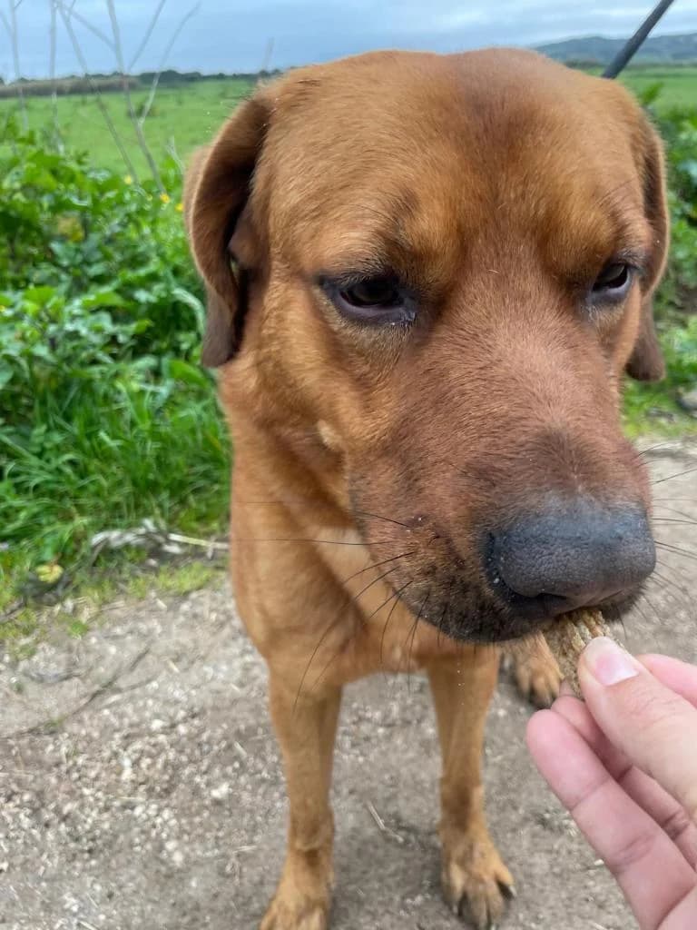 PETIFYC10369 photo 3