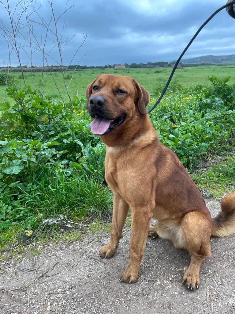 PETIFYC10369 photo 7