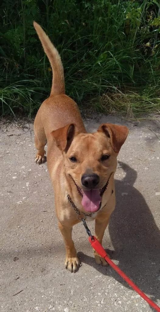 PETIFYC10370 photo 2