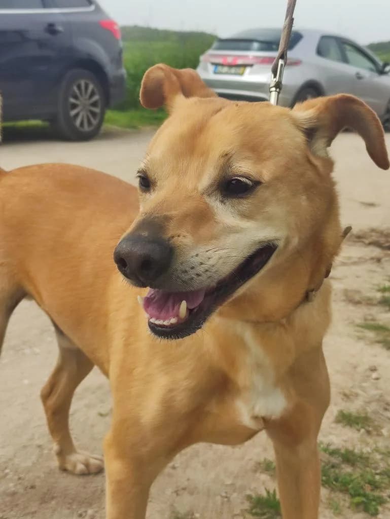 PETIFYC10370 photo 4